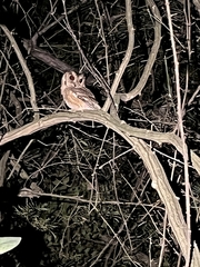Otus bakkamoena