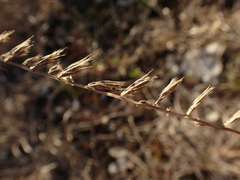 Bouteloua curtipendula