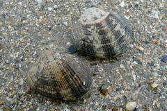 Ruditapes philippinarum