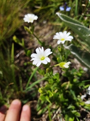 Cerastium