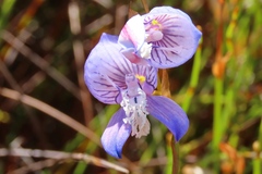 Disa venusta