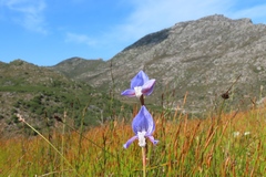 Disa venusta