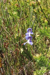 Disa venusta