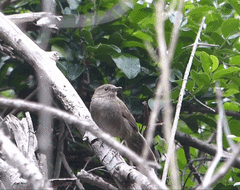 Bradypterus sylvaticus