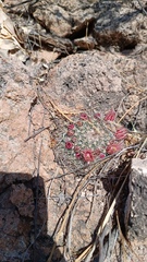 Mammillaria johnstonii