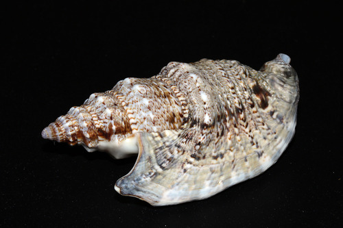 Iredale's conch