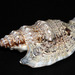 Euprotomus iredalei - Photo (c) Glen Whisson, algunos derechos reservados (CC BY-NC), subido por Glen Whisson
