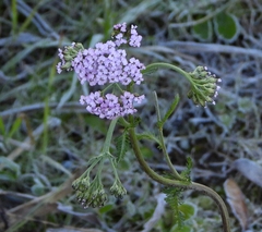 Achillea roseo-alba
