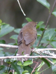 Bradypterus sylvaticus