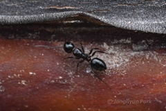 Camponotus hyatti