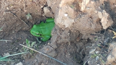 Hyla arborea