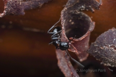 Camponotus hyatti