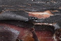 Camponotus hyatti