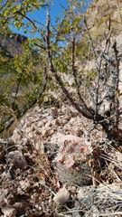 Mammillaria johnstonii