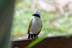 Garrulax leucolophus