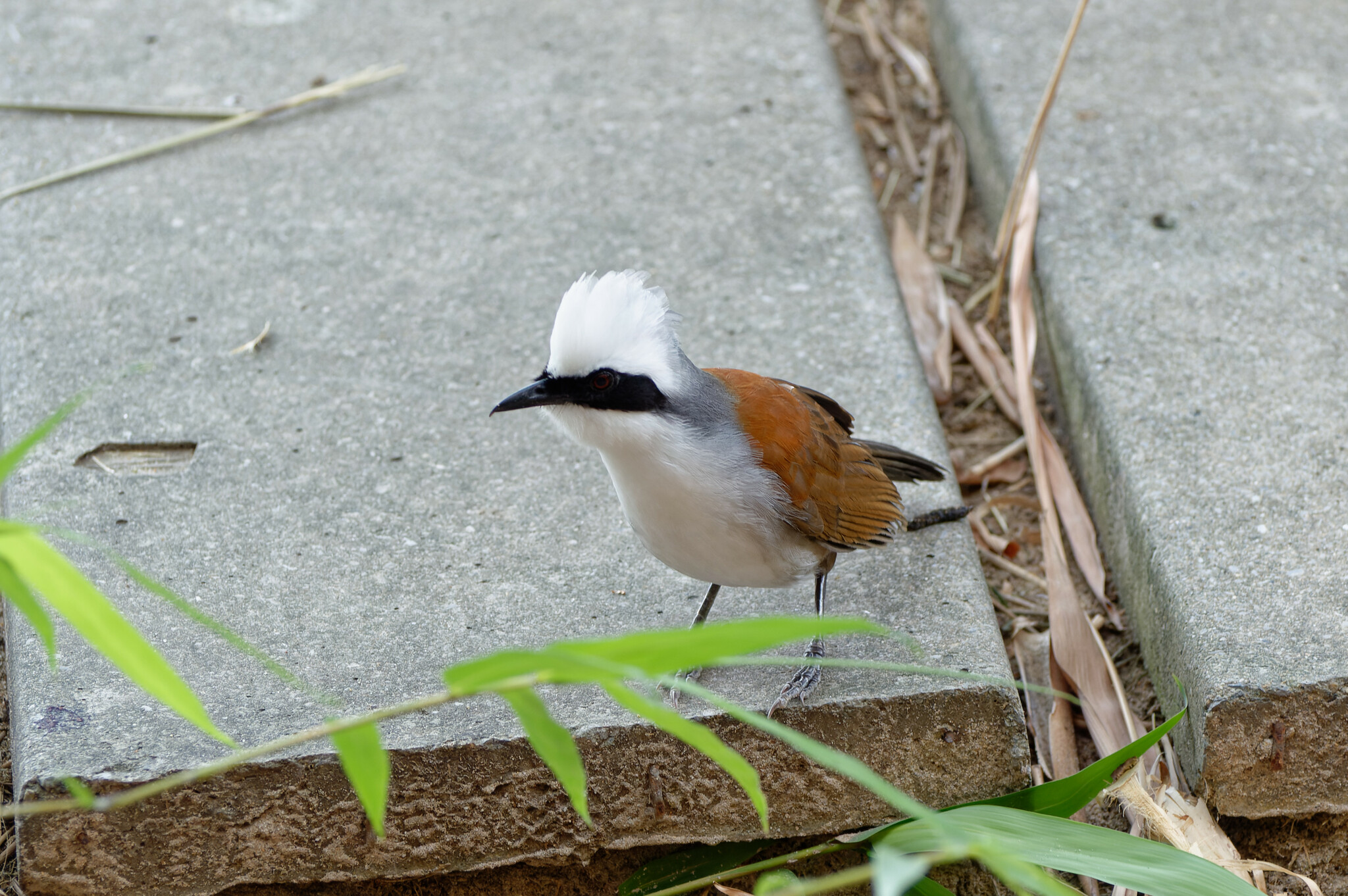 White-crested Laughingthrush illustration