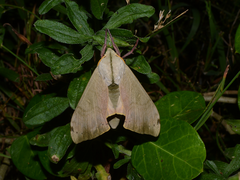 Pseudoclanis postica