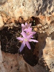 Colchicum stevenii