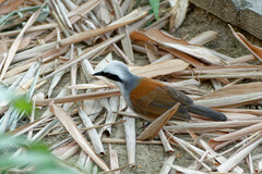 Garrulax leucolophus