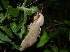 Pseudoclanis postica