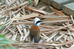 Garrulax leucolophus