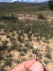 Muhlenbergia minutissima