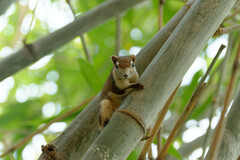 Callosciurus finlaysonii