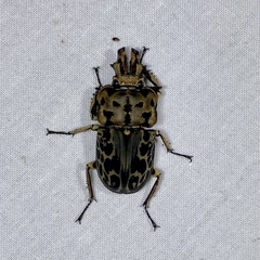 Ryssonotus nebulosus