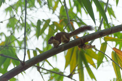 Callosciurus finlaysonii