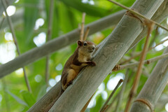 Callosciurus finlaysonii