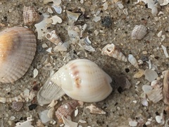 Nassarius jonasii
