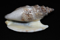 Euprotomus iredalei