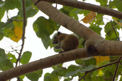 Callosciurus caniceps