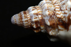 Euprotomus iredalei