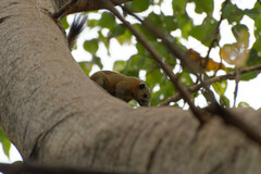 Callosciurus caniceps