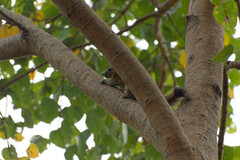 Callosciurus caniceps