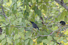 Acridotheres grandis