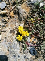 Helianthemum oelandicum