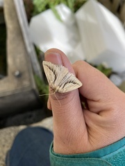 Psilaspilates signistriata