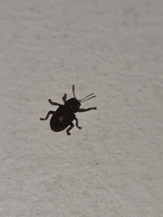 Coleoptera