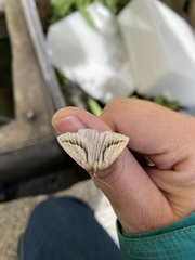 Psilaspilates signistriata