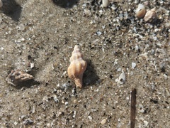 Neogastropoda