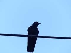 Corvus frugilegus