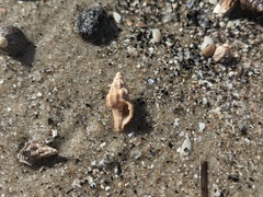 Neogastropoda