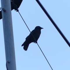 Corvus dauuricus
