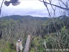 Pycnonotus sinensis formosae