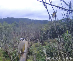 Pycnonotus sinensis formosae