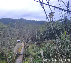 Pycnonotus sinensis formosae