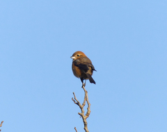 Lanius bucephalus