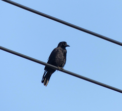 Corvus frugilegus